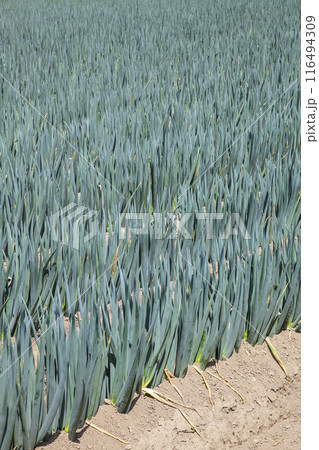 ネギ畑のある夏の田園風景 鳥取県 八頭町 ネギ畑のある夏の田園風景 鳥取県 八頭町 116494309