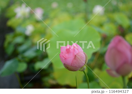 雨の中の蓮池 116494327