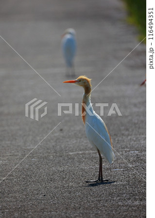 シラサギの子供  シラサギの子供  116494351