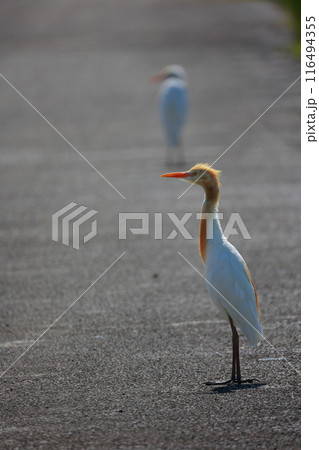 シラサギの子供　 116494355