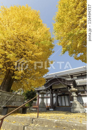 瑞光山永昌寺のイチョウの木 瑞光山永昌寺のイチョウの木 116494357