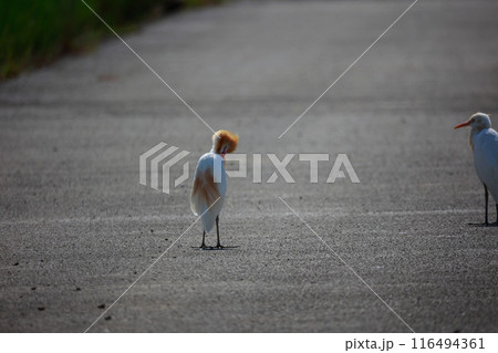 シラサギの子供  シラサギの子供  116494361