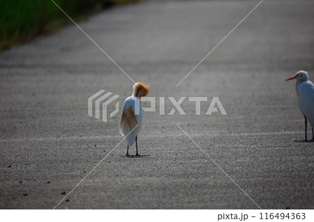 シラサギの子供　 116494363