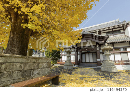 瑞光山永昌寺のイチョウの木 瑞光山永昌寺のイチョウの木 116494370