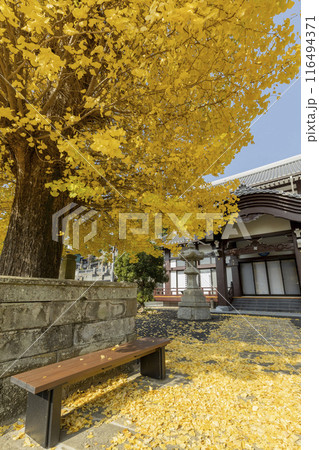 瑞光山永昌寺のイチョウの木 瑞光山永昌寺のイチョウの木 116494371