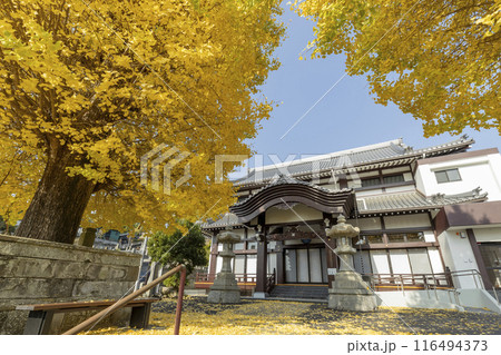 瑞光山永昌寺のイチョウの木 瑞光山永昌寺のイチョウの木 116494373