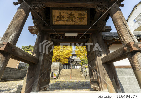瑞光山永昌寺のイチョウの木 瑞光山永昌寺のイチョウの木 116494377