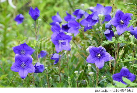 キキョウ 116494663