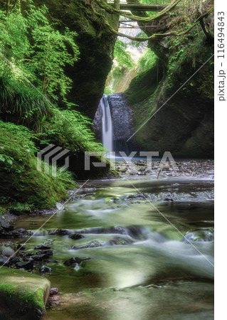 福島県矢祭町 新緑と吉野平の不動滝 福島県矢祭町 新緑と吉野平の不動滝 116494843