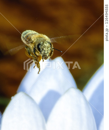 朝陽に映える初夏のスイレン 朝陽に映える初夏のスイレン 116494888