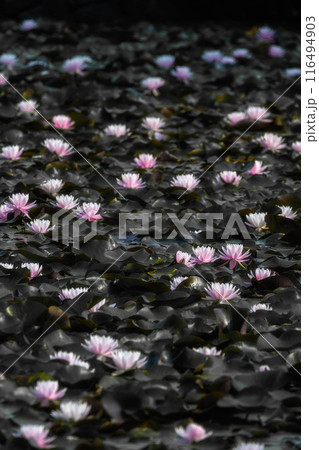 朝陽に映える初夏のスイレン 116494903