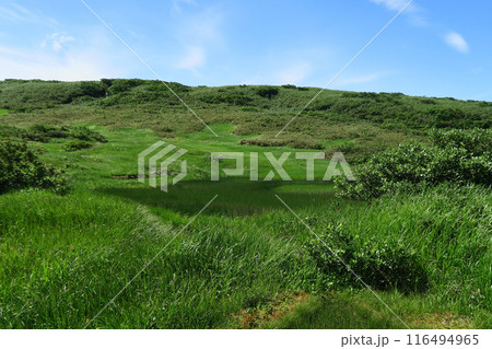 月山弥陀ヶ原 山形県 月山弥陀ヶ原 山形県 116494965