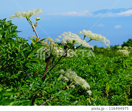 月山弥陀ヶ原　山形県 116494975