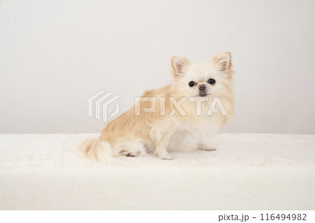 お座りしたチワワ 116494982