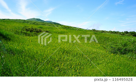 月山弥陀ヶ原　山形県 116495028