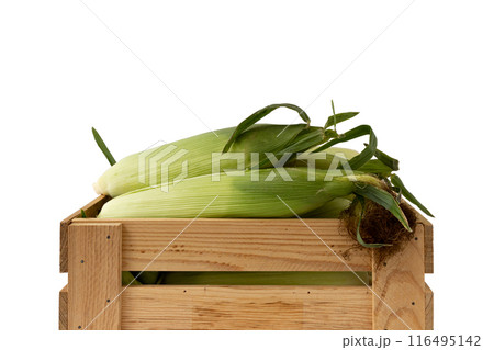 corn cobs with green leaves in box isolated on white background 116495142