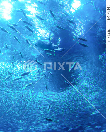 茨城県ひたちなか市 アクアワールド大洗の大水槽 茨城県ひたちなか市 アクアワールド大洗の大水槽 116495340