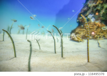 茨城県ひたちなか市　アクアワールド大洗　チンアナゴ 116495370