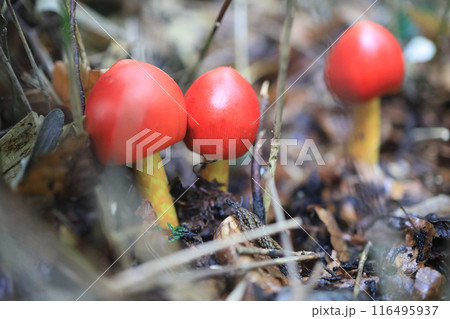 タマゴタケ 116495937