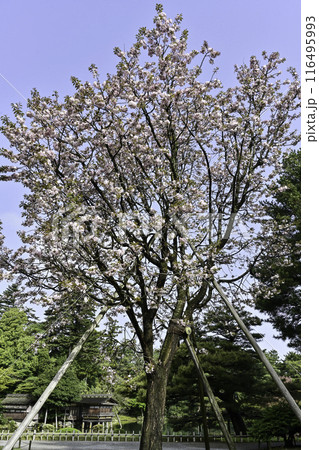 塩釜桜が咲く兼六園の春 塩釜桜が咲く兼六園の春 116495993
