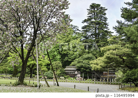 塩釜桜が咲く兼六園の春 塩釜桜が咲く兼六園の春 116495994