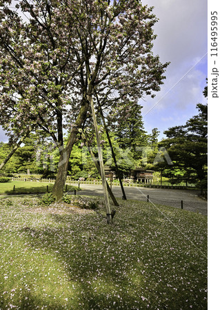 塩釜桜が咲く兼六園の春 塩釜桜が咲く兼六園の春 116495995