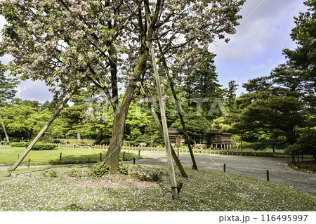 塩釜桜が咲く兼六園の春 塩釜桜が咲く兼六園の春 116495997