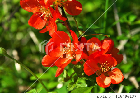 ボケ　ボケの花 116496137