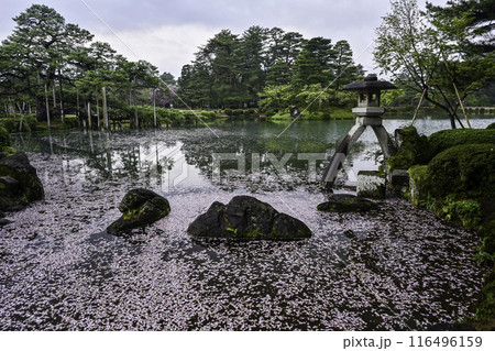 桜の花びらが水面に流れる兼六園 116496159
