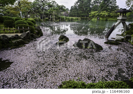 桜の花びらが水面に流れる兼六園 116496160