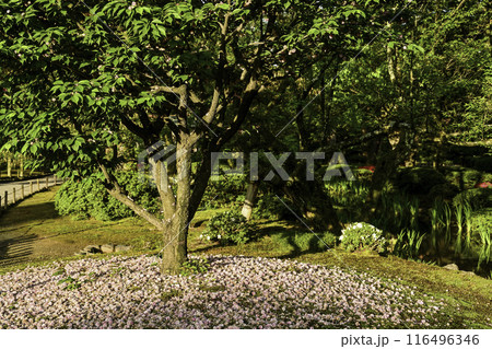 花びらが散る兼六園菊桜 花びらが散る兼六園菊桜 116496346