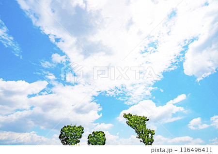 夏の雲と木立 夏の雲と木立 116496411