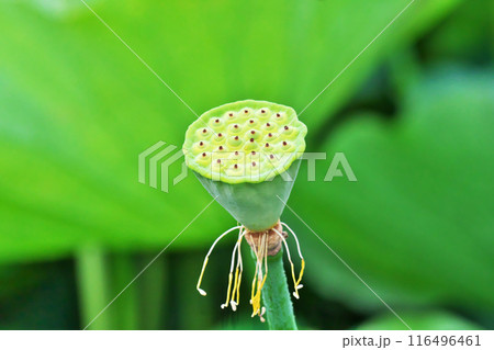 緑色のハスの花托(夏、七月) 緑色のハスの花托(夏、七月) 116496461