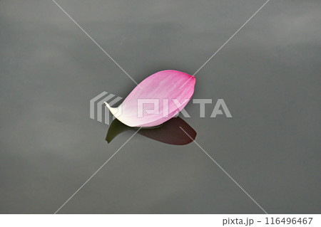 蓮池のピンクのハスの花びら(夏、七月) 蓮池のピンクのハスの花びら(夏、七月) 116496467