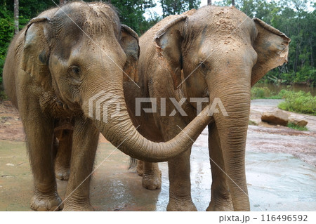 Two elephants at the zoo waiting for food 116496592