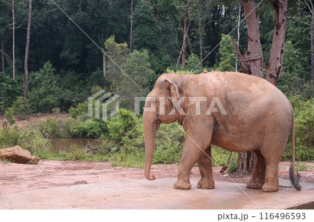 An old elephant living in a zoo 116496593