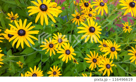 ルドベキア・ヒルタの花 ルドベキア・ヒルタの花 116496619