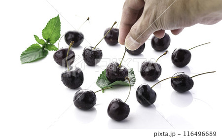 アメリカンチェリー （ 白背景 ） 116496689