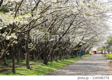 満開の桜並木道 満開の桜並木道 116496778