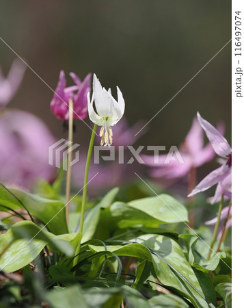 白いカタクリの花 白いカタクリの花 116497074