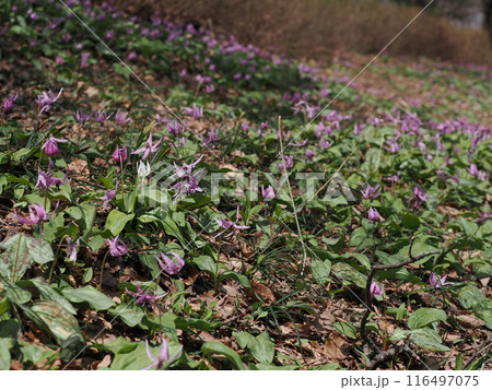 白いカタクリの花 116497075