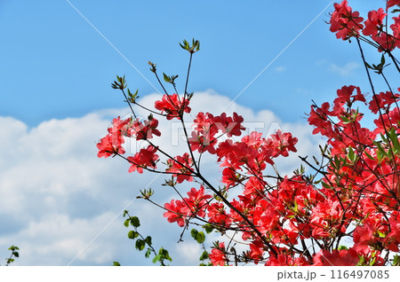ヤマツツジの花 ヤマツツジの花 116497085