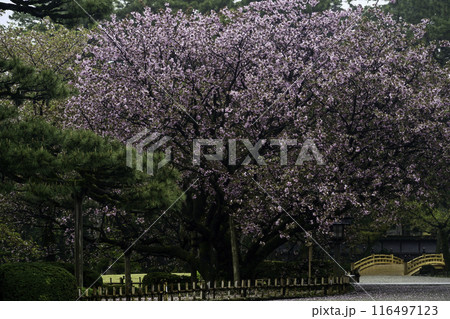 兼六園熊谷が咲く兼六園の春 兼六園熊谷が咲く兼六園の春 116497123