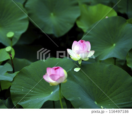 蓮の花のある風景 蓮の花のある風景 116497186