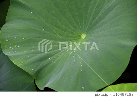 蓮の葉に溜まった水滴 蓮の葉に溜まった水滴 116497188