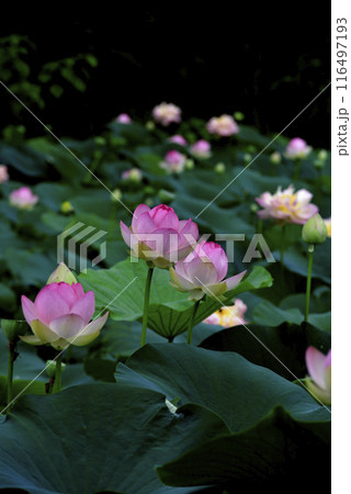 ハスの花、清浄なる花が咲いています 116497193