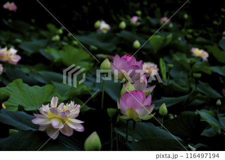 優雅な蓮の花 116497194