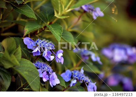 青いガクアジサイ 116497213