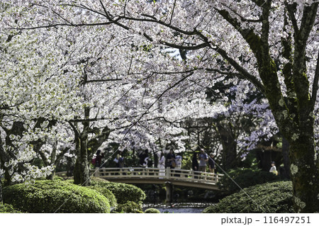 桜が美しい兼六園の春 116497251