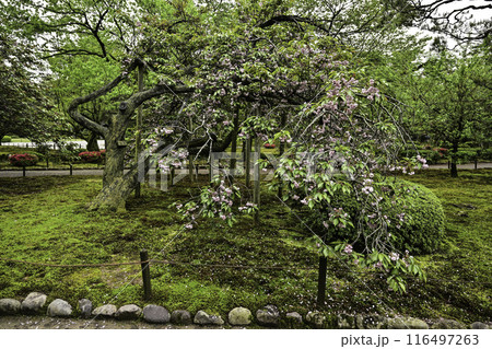 桜が美しい兼六園の春 116497263